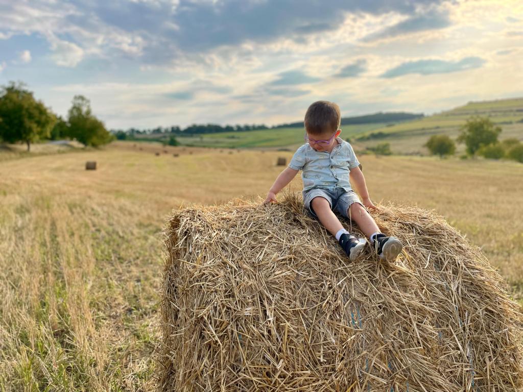 Vacanță în Transilvania: Elefanți, Mocăniță, Castele medievale